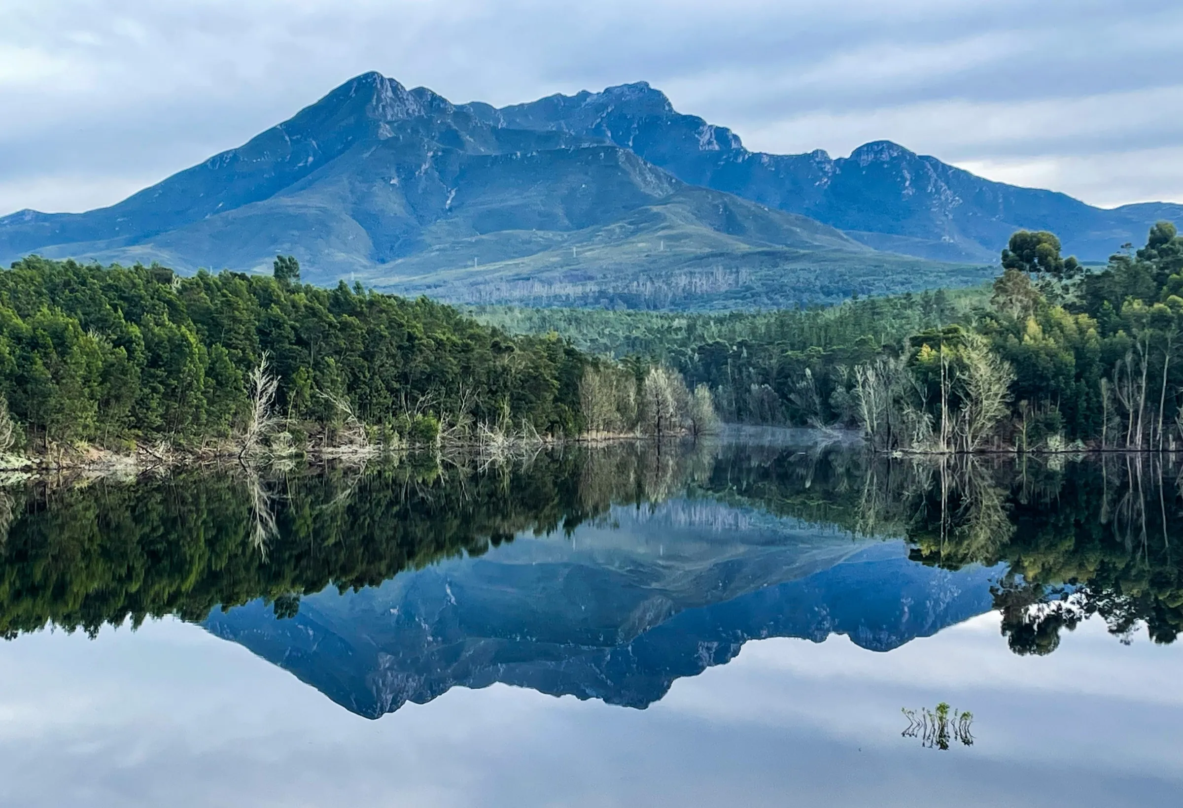 The Outeniqua Mountains above George, reflected in a still forest-lined dam